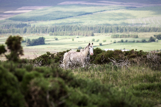 Wicklow